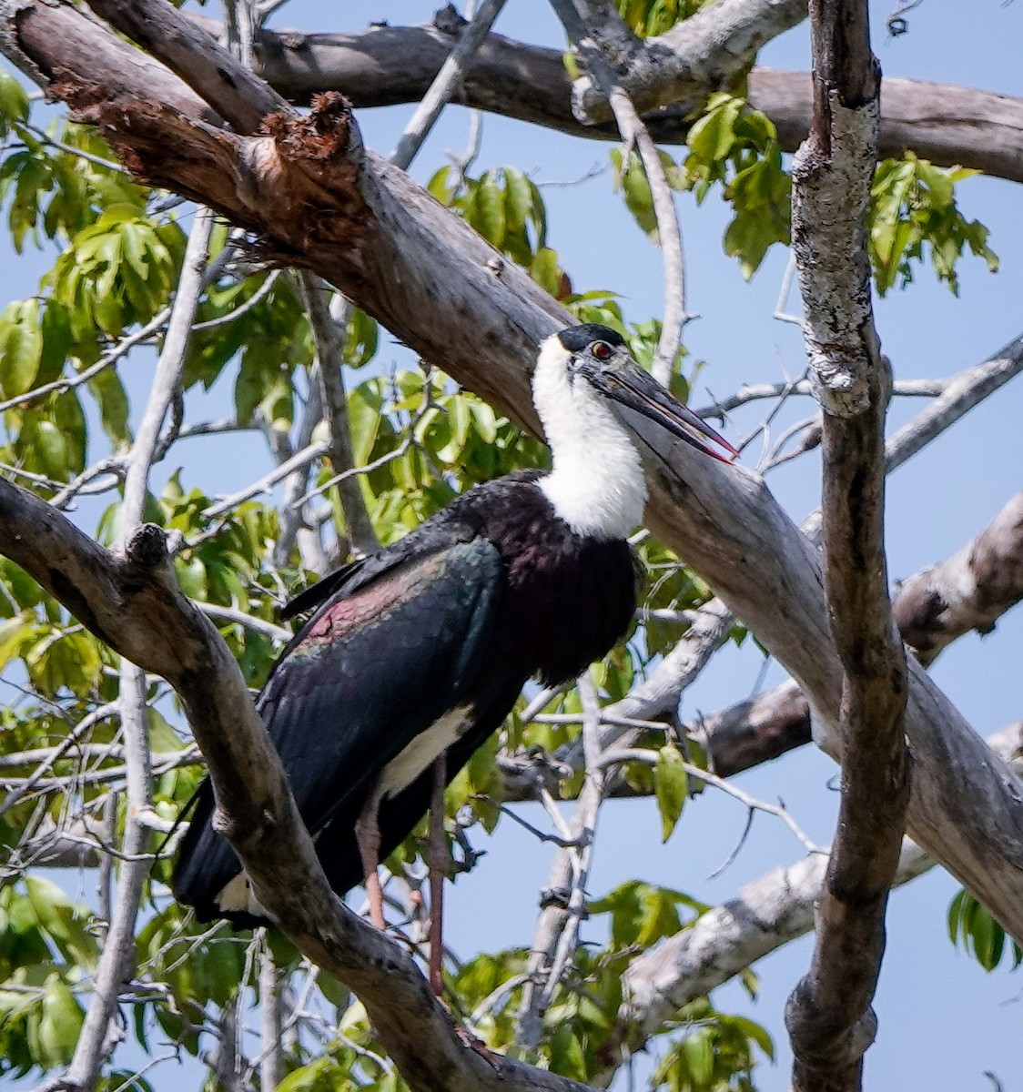 Asian Woolly-necked Stork - ML612170717