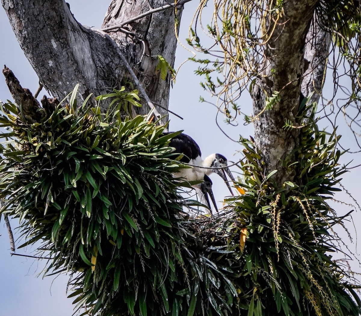 Asian Woolly-necked Stork - ML612170718