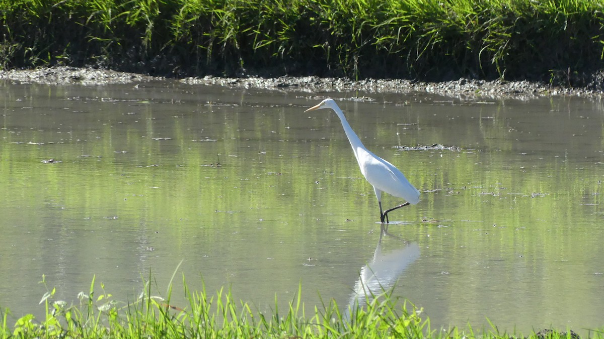 Medium Egret - ML612170723