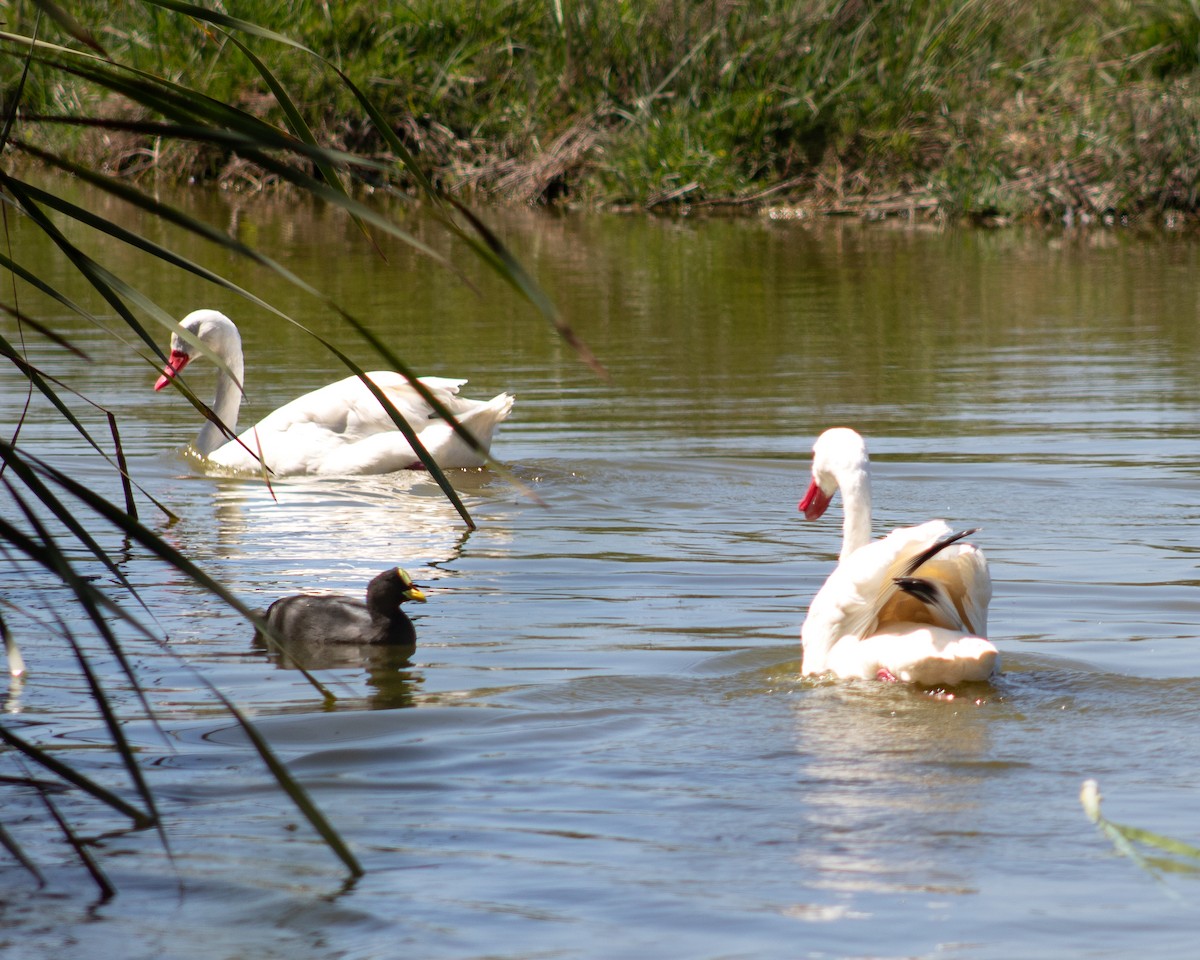 Coscoroba Swan - Manuel Pinochet Rojas