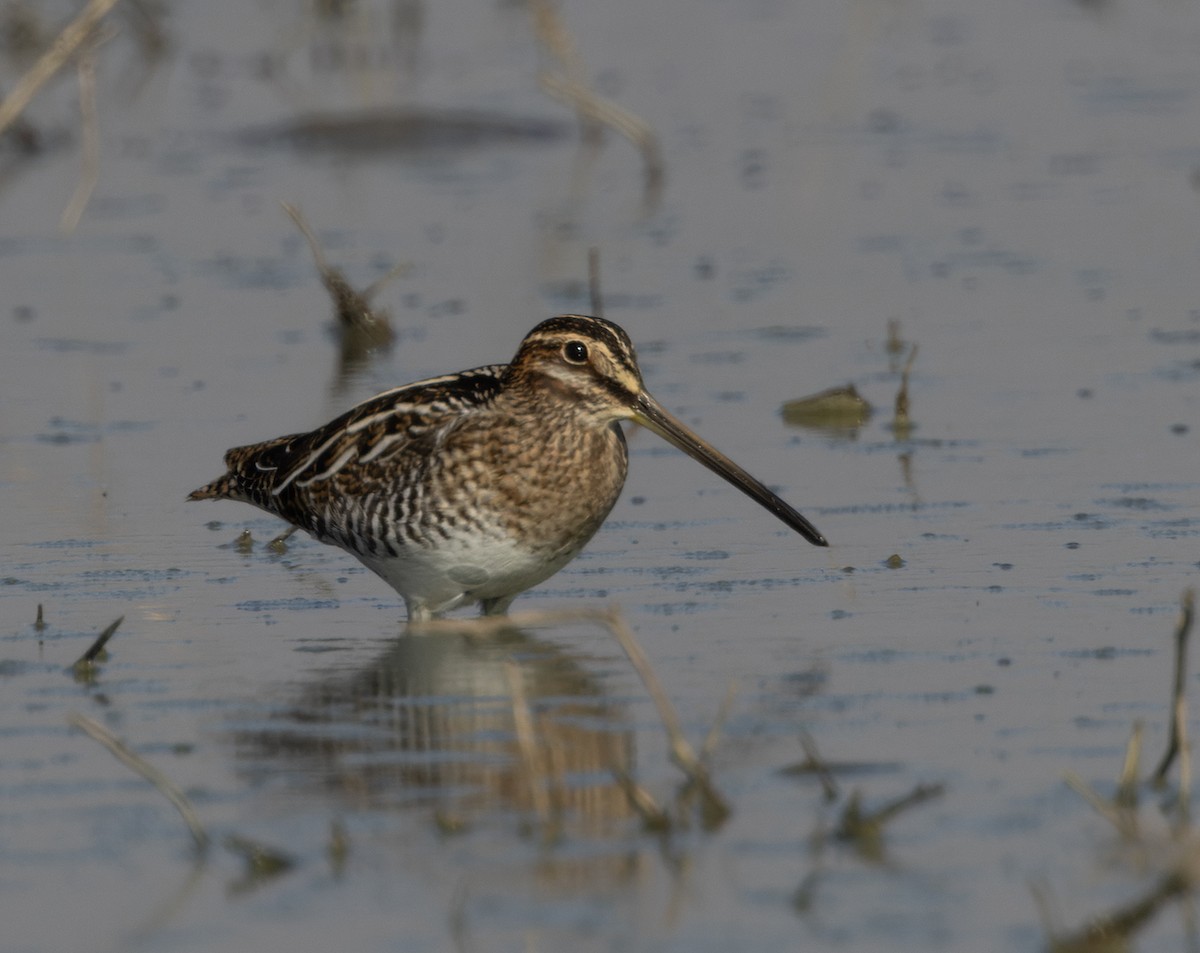Wilson's Snipe - ML612170753