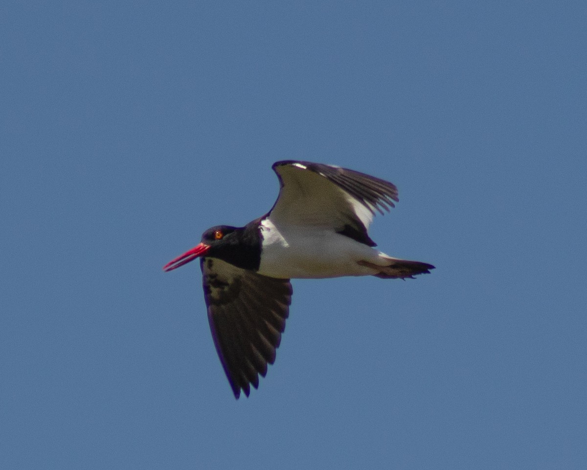 American Oystercatcher - Manuel Pinochet Rojas