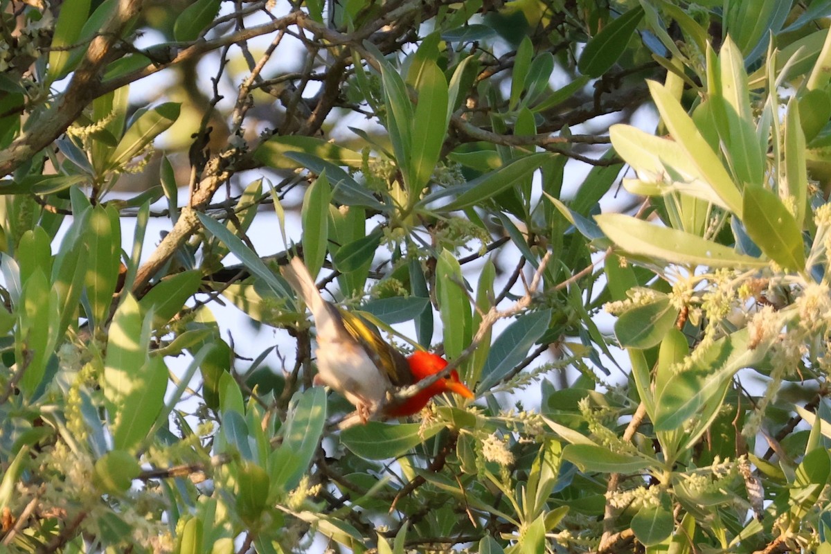 Red-headed Weaver (Southern) - ML612170804