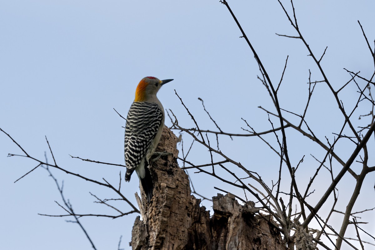Golden-fronted Woodpecker - ML612170819