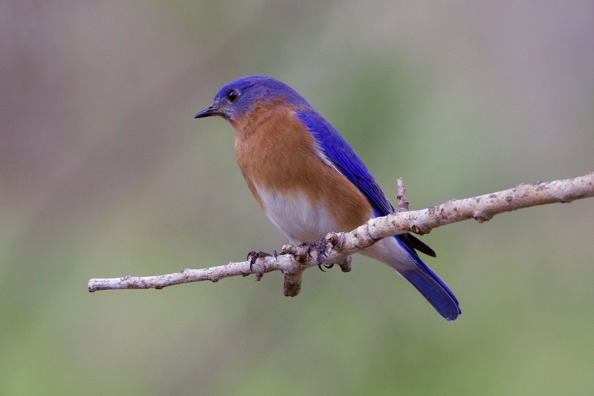 Eastern Bluebird - ML612170838