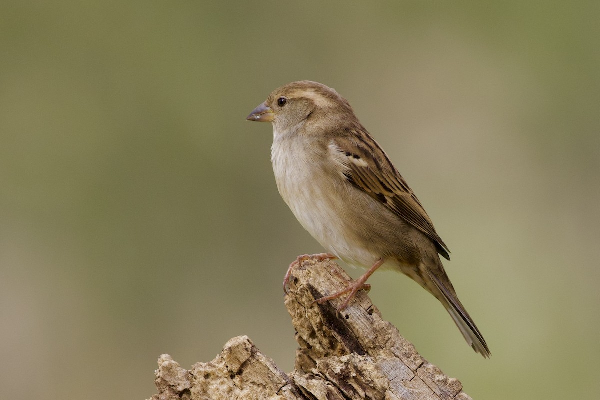 Moineau domestique - ML612170856