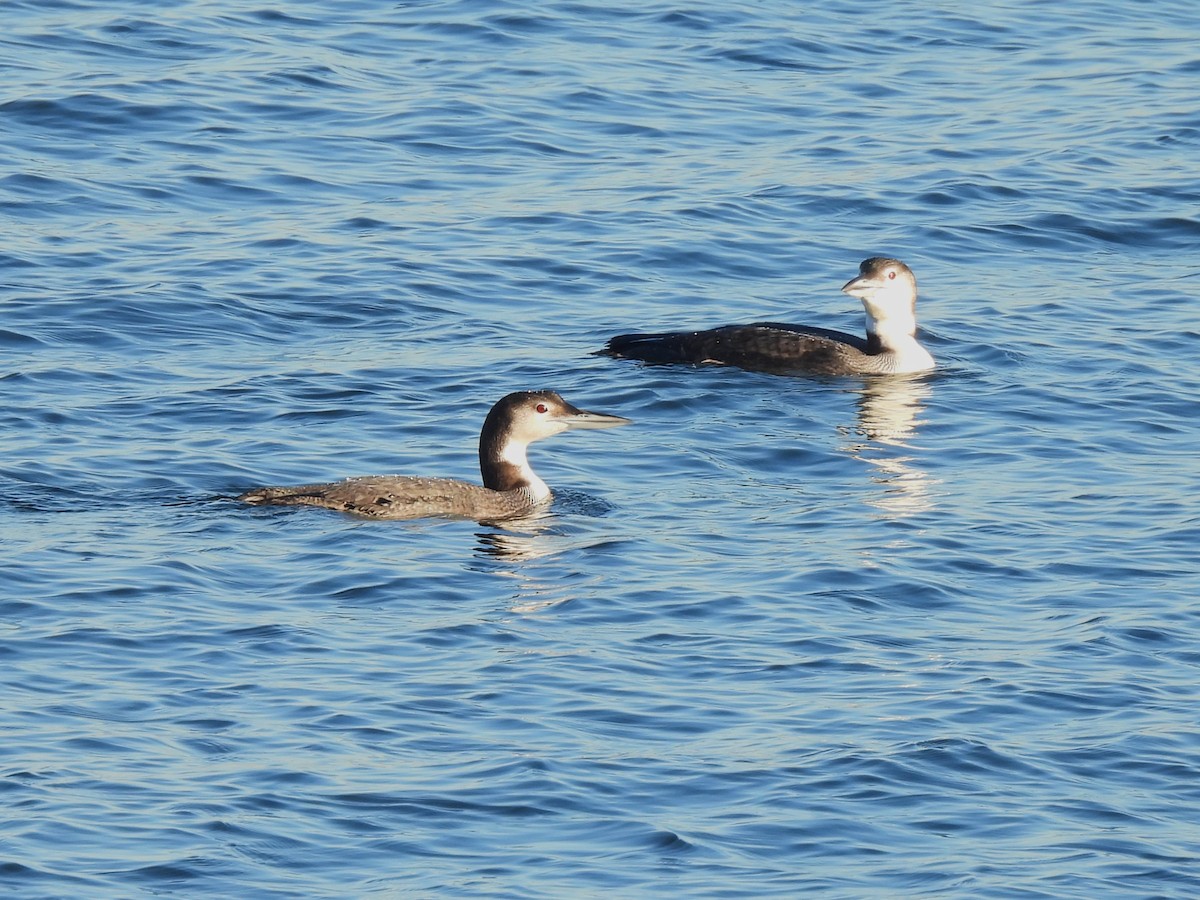 Common Loon - Jennifer Wilson-Pines