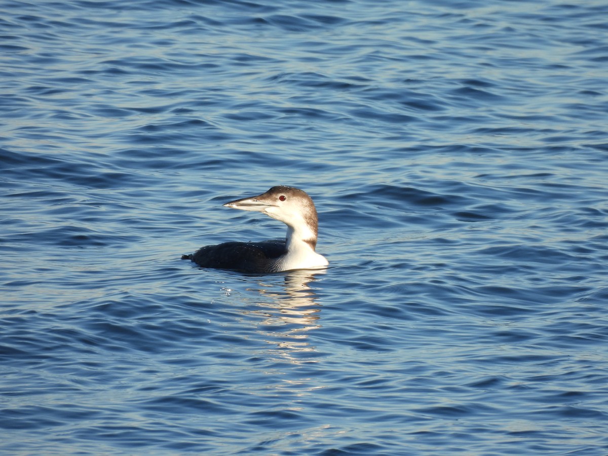 Common Loon - Jennifer Wilson-Pines