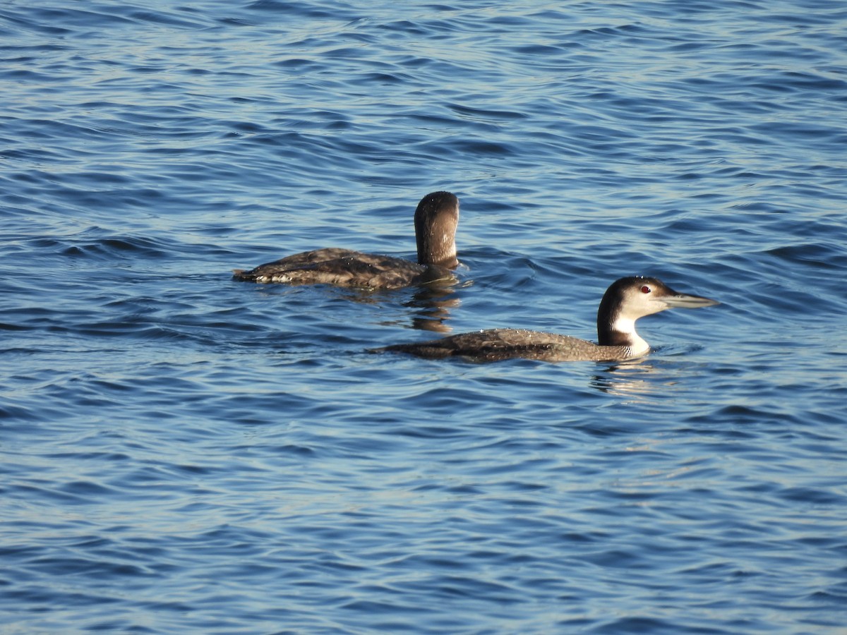 Common Loon - Jennifer Wilson-Pines