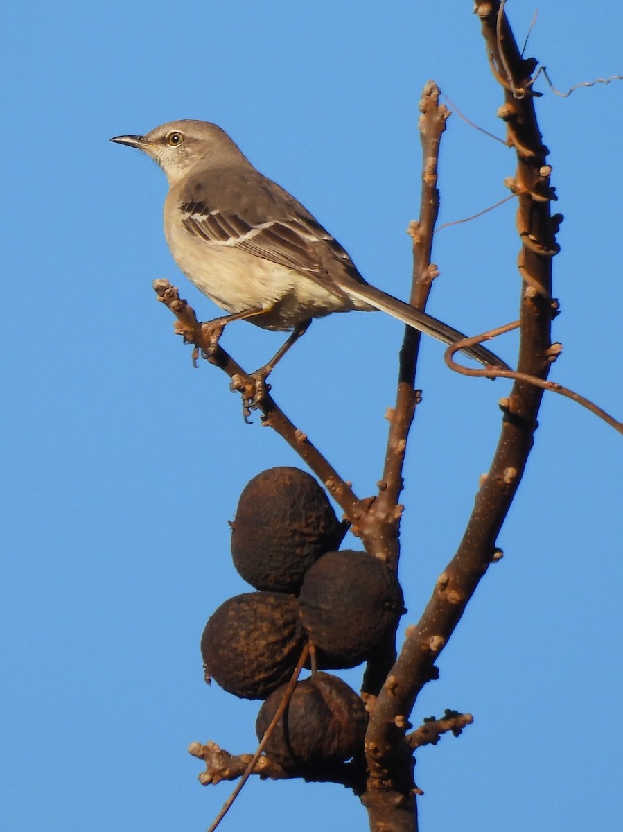 Northern Mockingbird - Jennifer Wilson-Pines