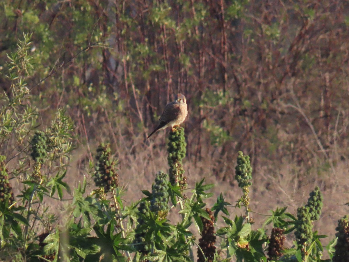 American Kestrel - ML612171008