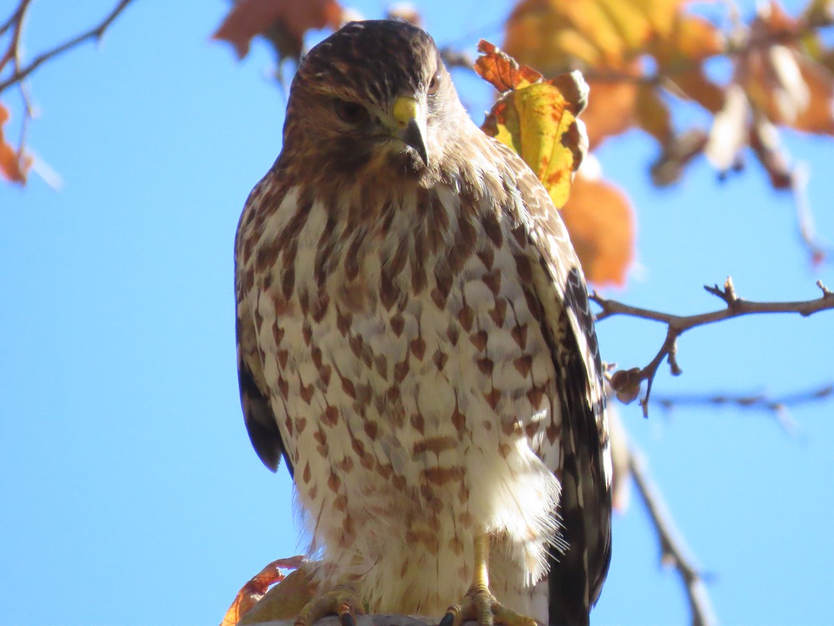 Red-shouldered Hawk - ML612171032