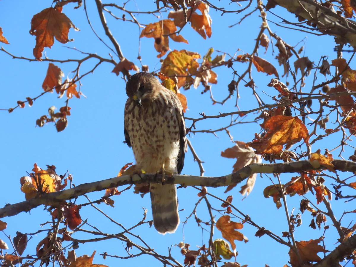 Red-shouldered Hawk - Edie Shaw