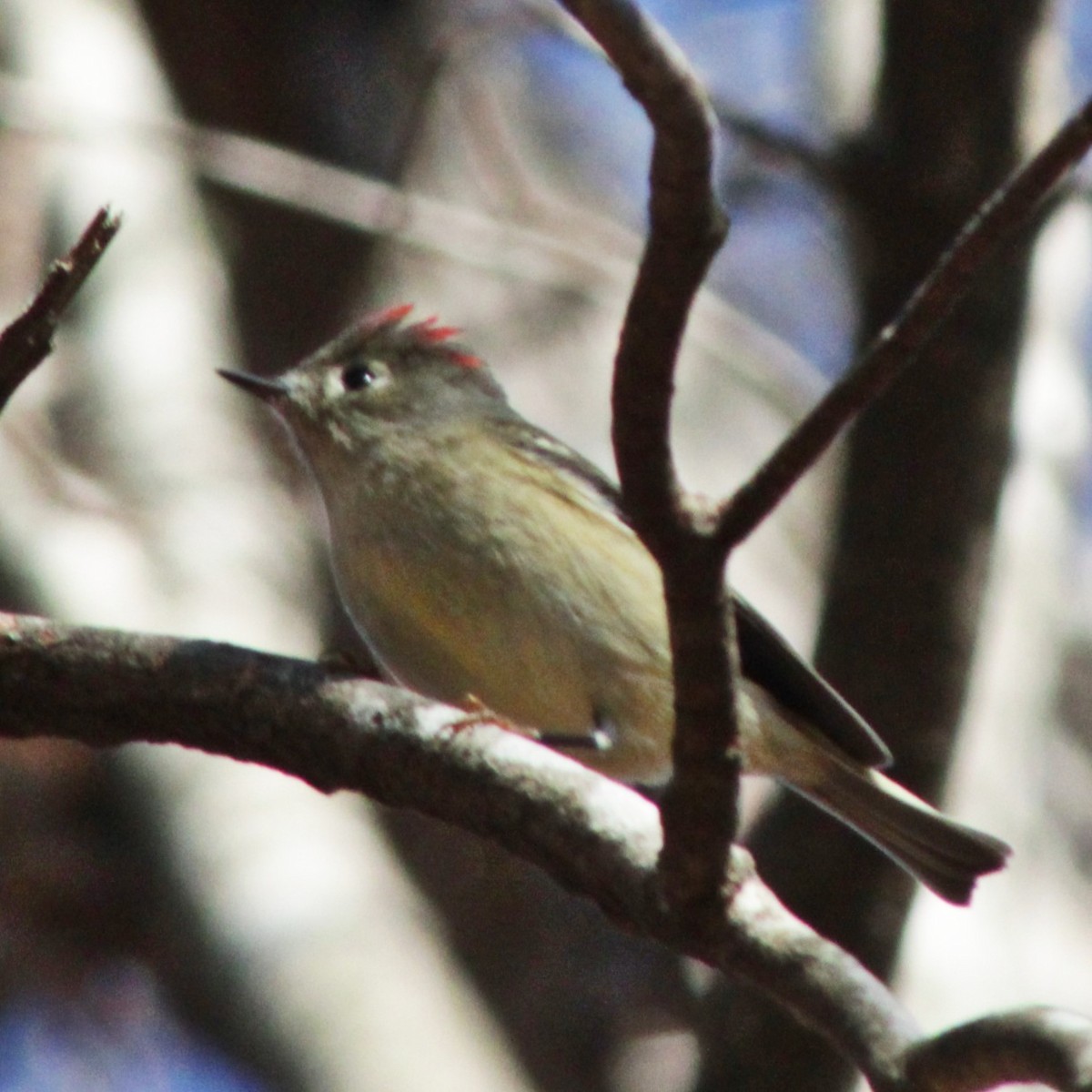 Ruby-crowned Kinglet - ML612171136