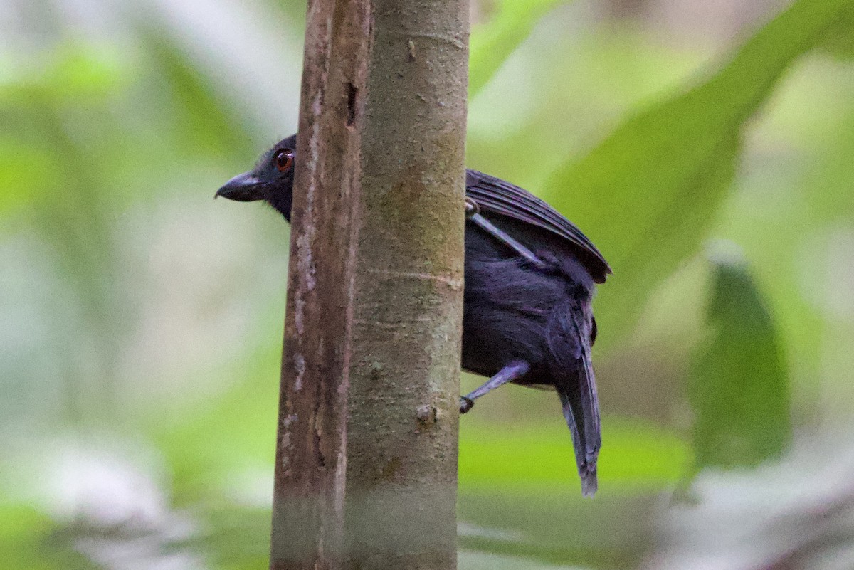 Black-throated Antshrike - John Bruin