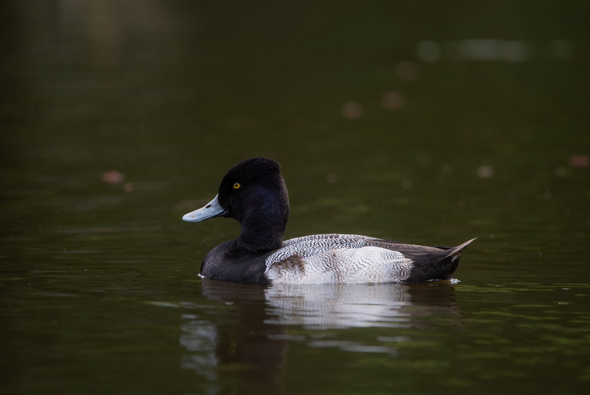 Lesser Scaup - John Ramírez Núñez