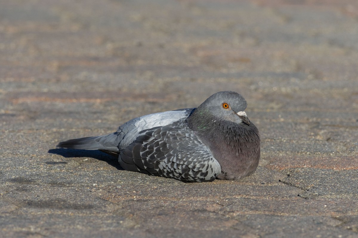 Rock Pigeon (Feral Pigeon) - ML612171283