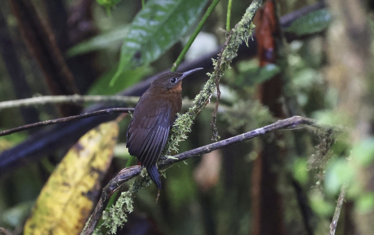 South American Leaftosser (Dusky) - Anne Bielamowicz