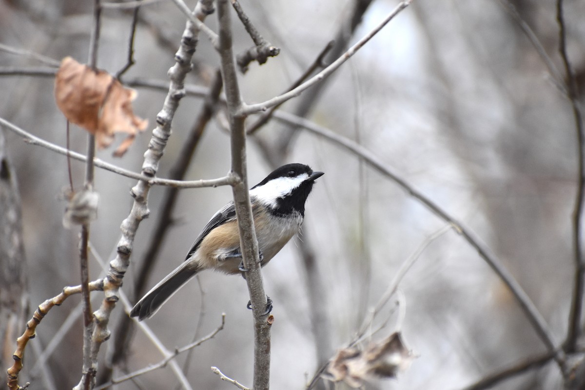 Black-capped Chickadee - Gavin Stacey