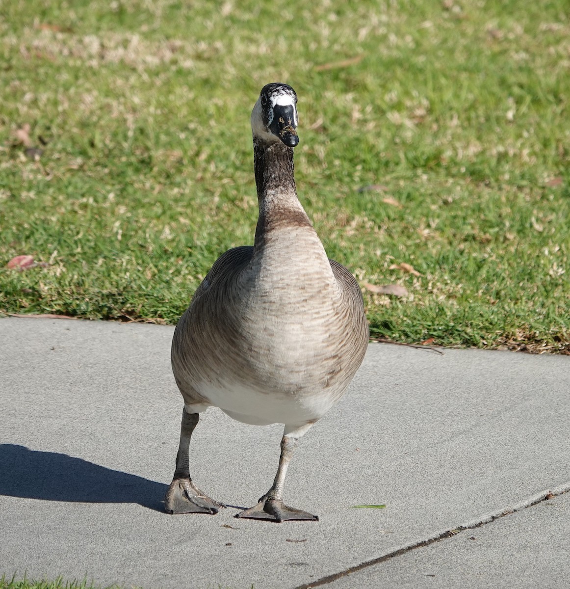 Domestic goose sp. x Canada Goose (hybrid) - ML612171546