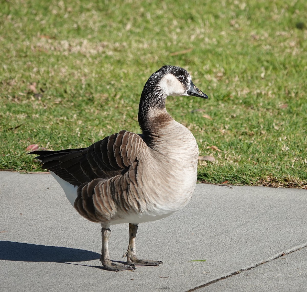 Domestic goose sp. x Canada Goose (hybrid) - ML612171547