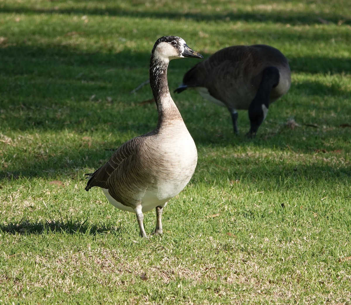 Domestic goose sp. x Canada Goose (hybrid) - ML612171548