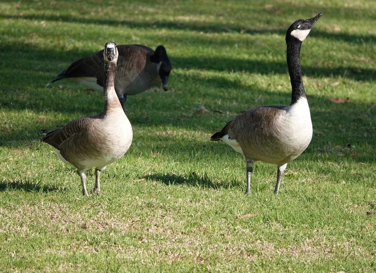 Domestic goose sp. x Canada Goose (hybrid) - ML612171549