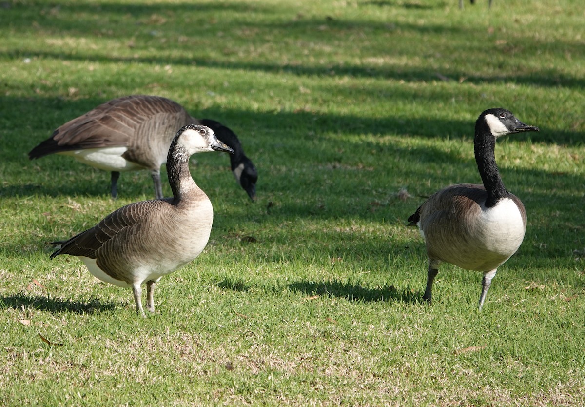 Domestic goose sp. x Canada Goose (hybrid) - ML612171550