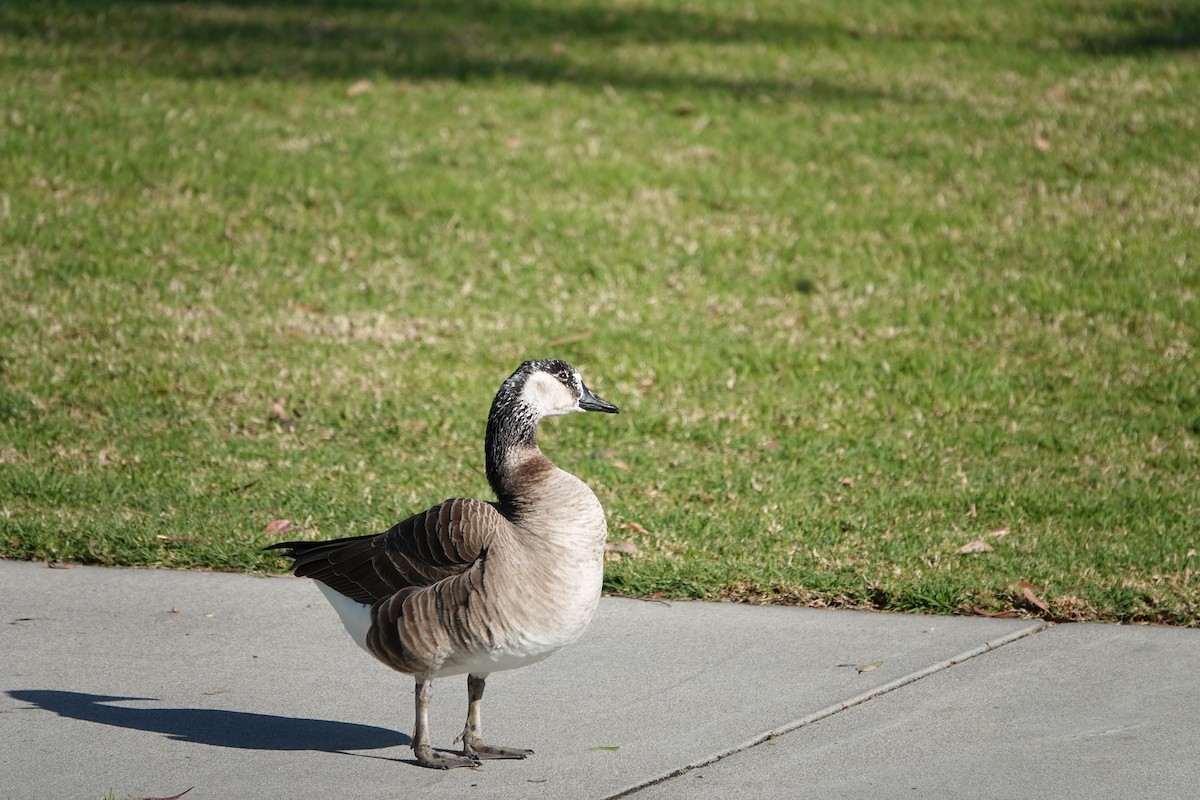 Domestic goose sp. x Canada Goose (hybrid) - ML612171551