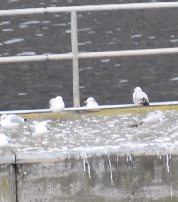 Black-legged Kittiwake - Gavin Stacey