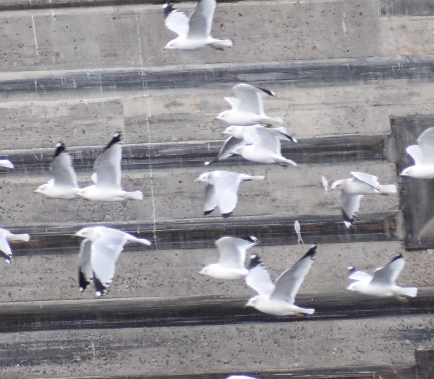 Black-legged Kittiwake - Gavin Stacey