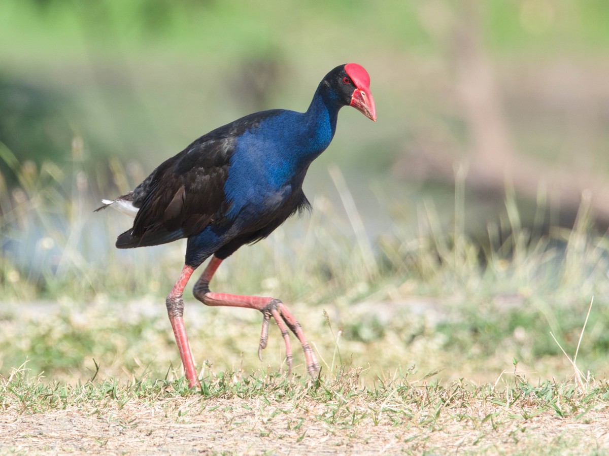 Australasian Swamphen - ML612171589