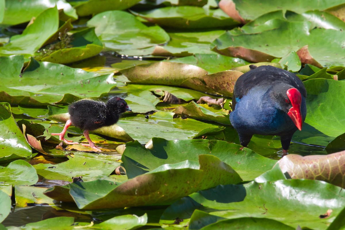 Australasian Swamphen - ML612171590