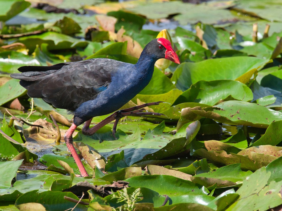 Australasian Swamphen - ML612171591