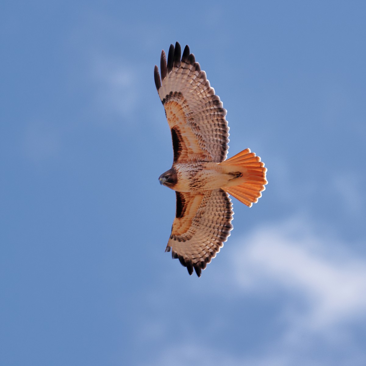 Red-tailed Hawk - ML612171651