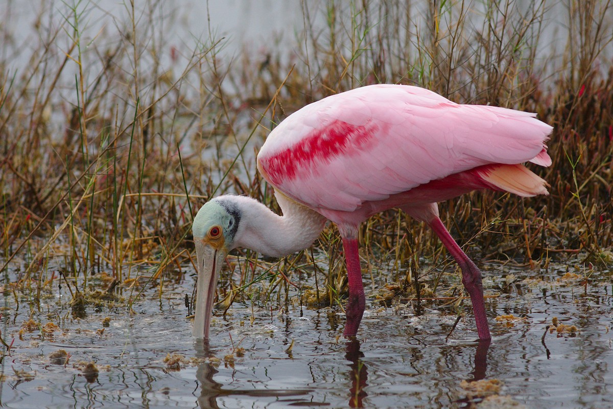 Roseate Spoonbill - ML612171678