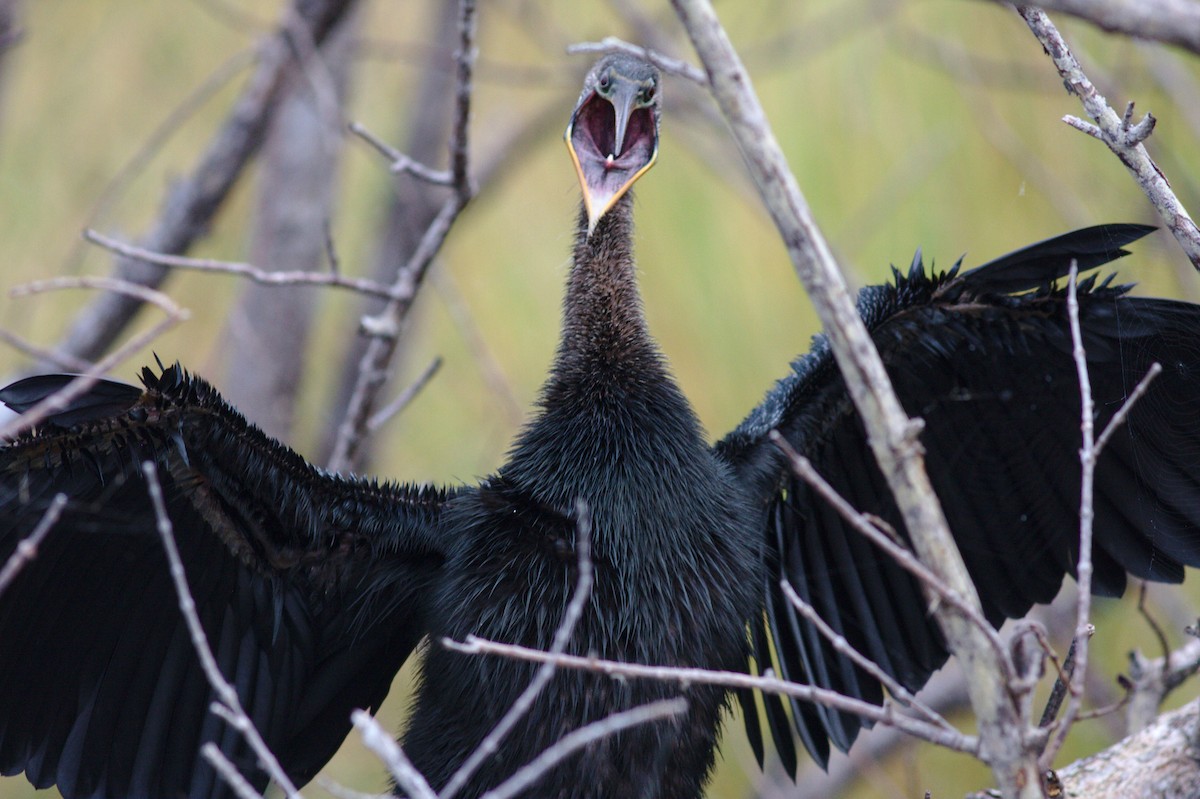 Anhinga - Michelle Desrosiers