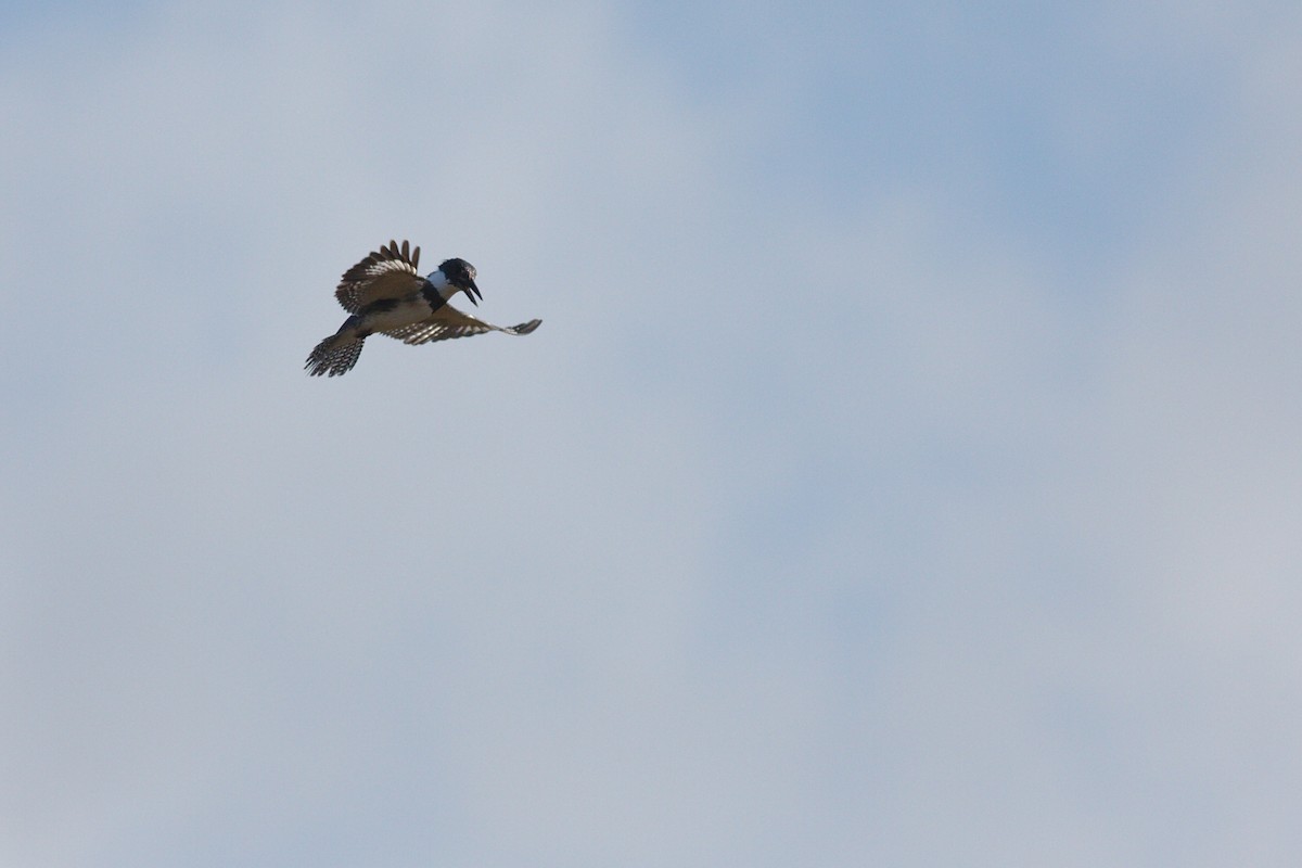 Belted Kingfisher - ML612171714