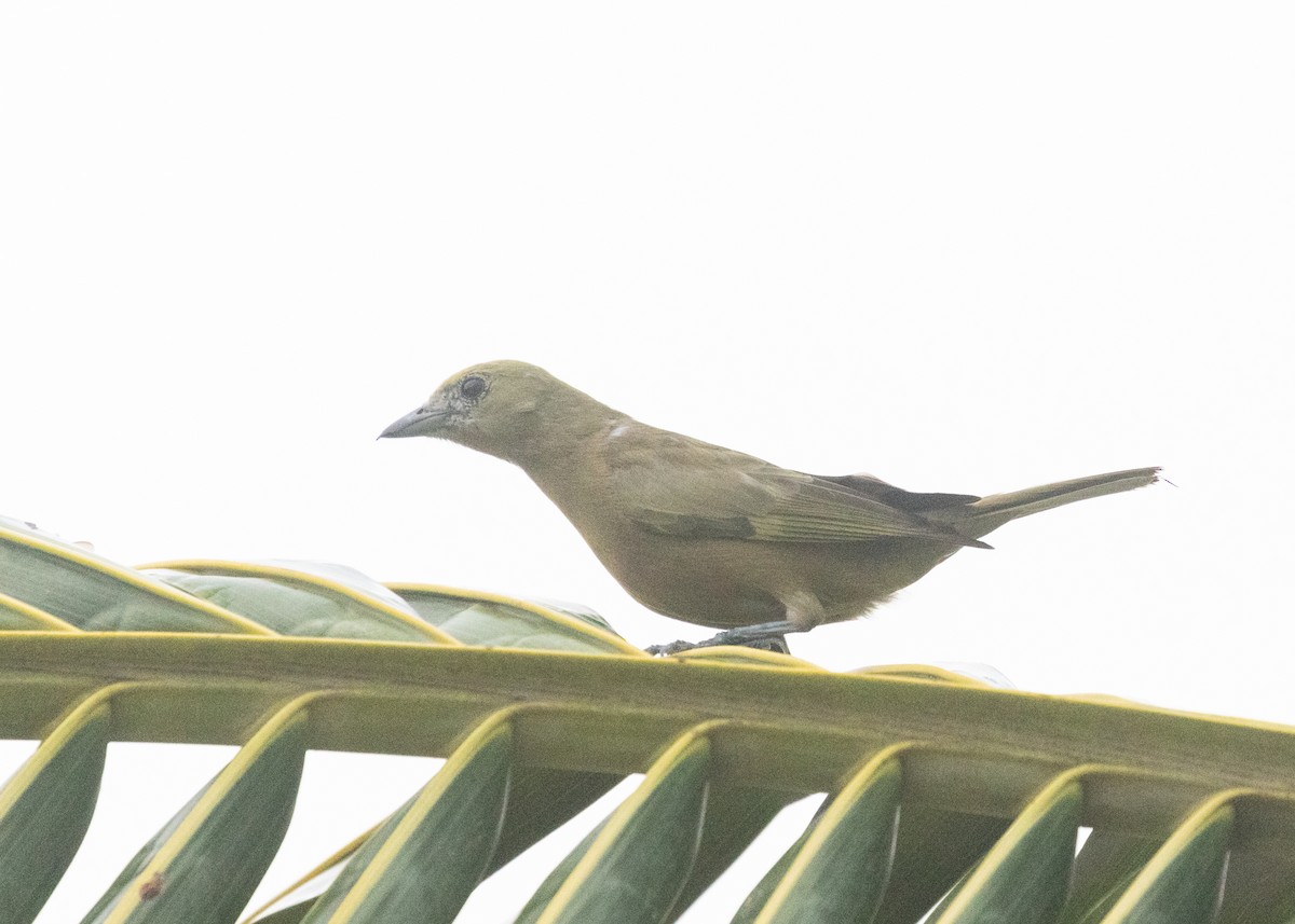 Palm Tanager - ML612171748