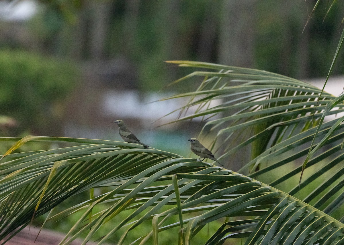 Palm Tanager - Silvia Faustino Linhares