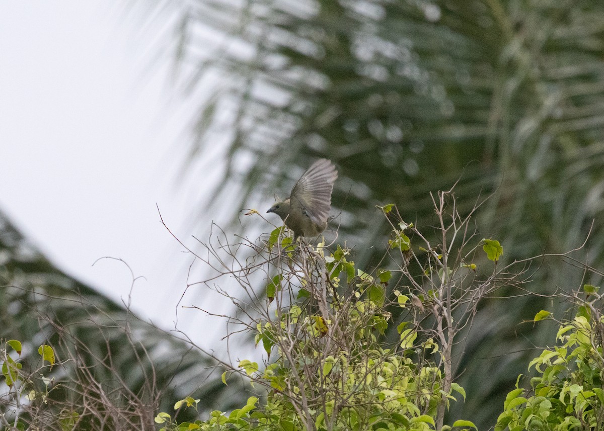 Palm Tanager - Silvia Faustino Linhares