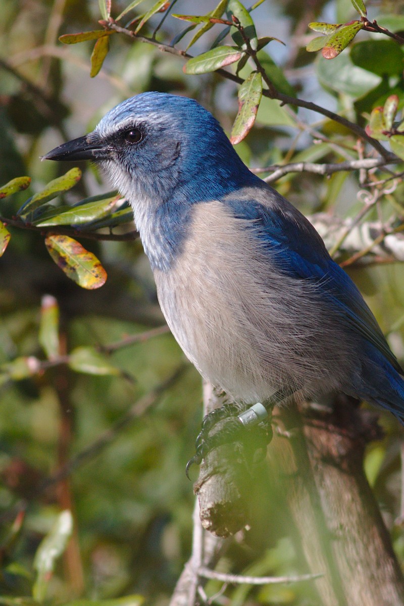 Florida Scrub-Jay - Michelle Desrosiers