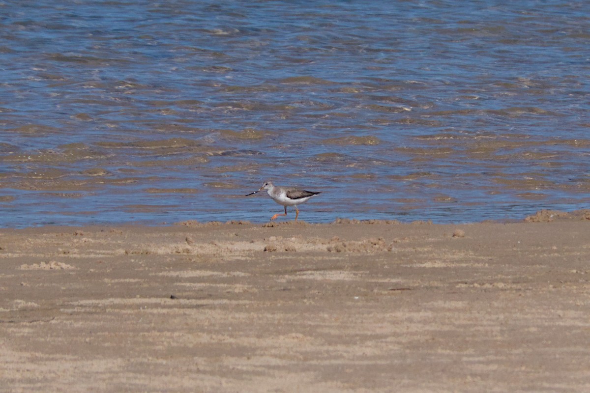 Terek Sandpiper - ML612171873