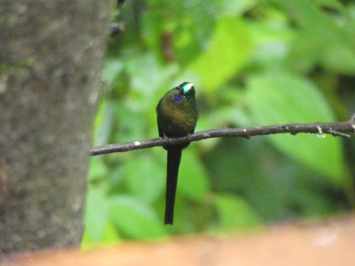 Violet-tailed Sylph - ML612171905