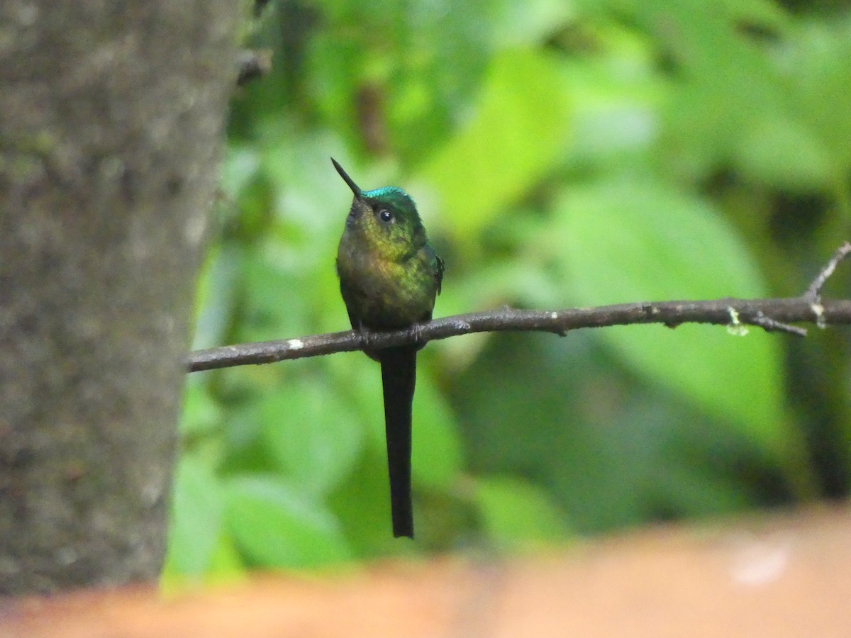 Violet-tailed Sylph - Michel Cavigelli