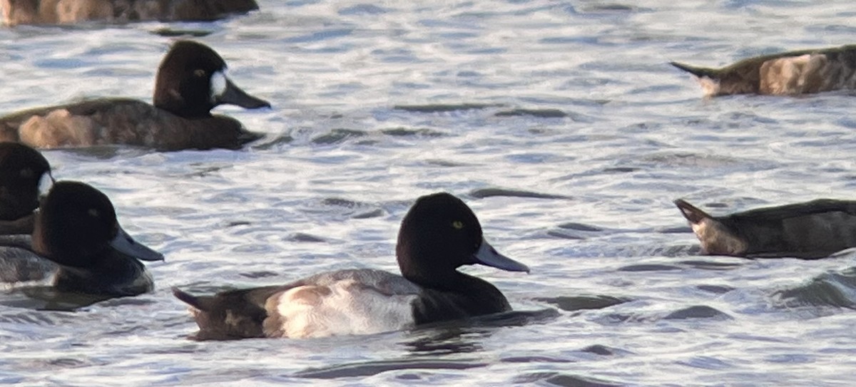 Greater Scaup - ML612171907