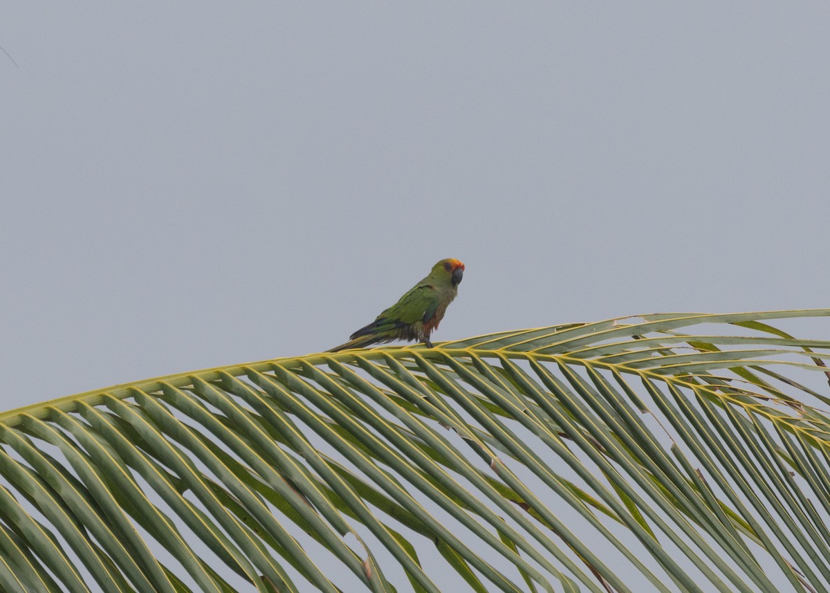 Golden-capped Parakeet - ML612171914