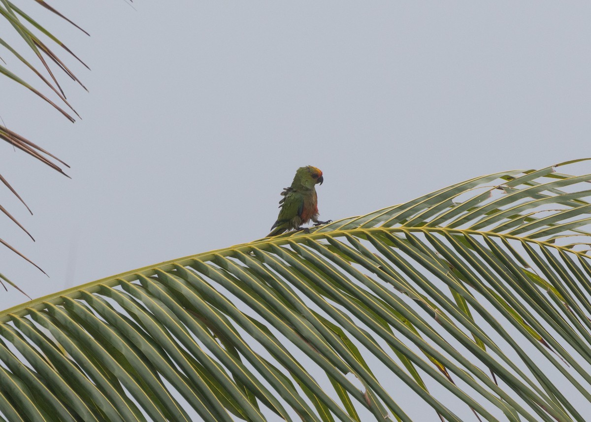 Golden-capped Parakeet - ML612171918