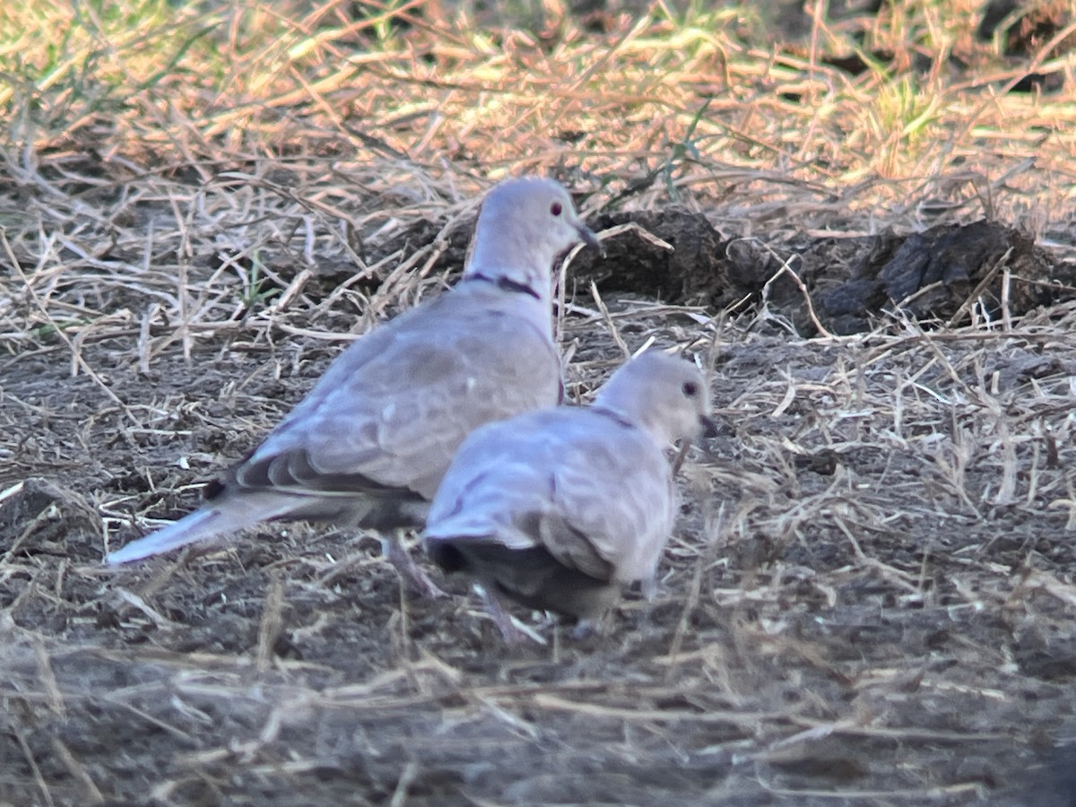 Eurasian Collared-Dove - ML612171929