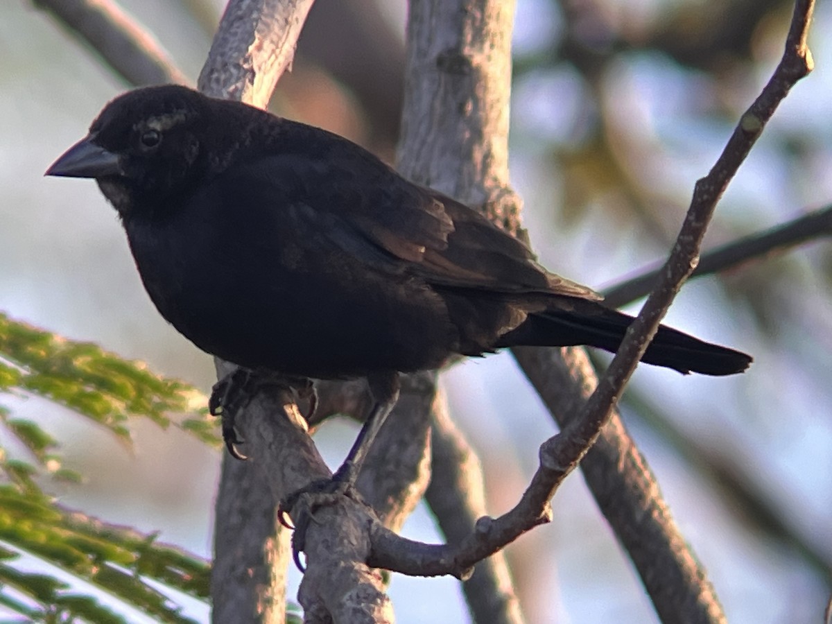 Shiny Cowbird - ML612171963